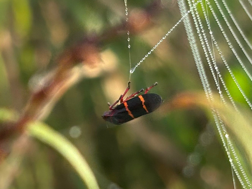 Two-lined Spittlebug