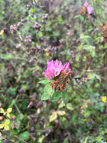Red Clover