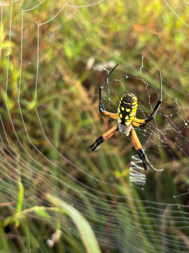 Yellow Garden Spider