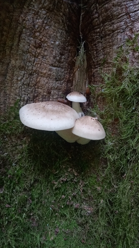 Beech Mushroom