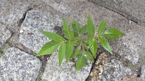 tree-of-heaven
