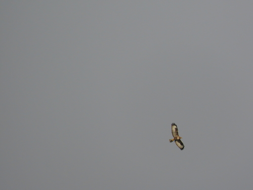 Common Buzzard