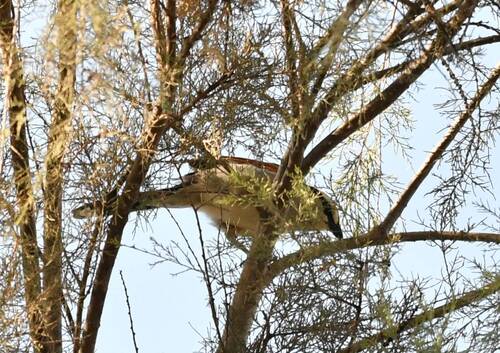 iNaturalist image