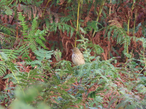 Meadow Pipit