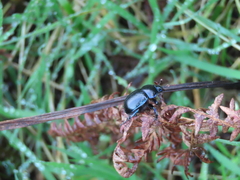 Woodland Dor Beetle Woodland Dor Beetle