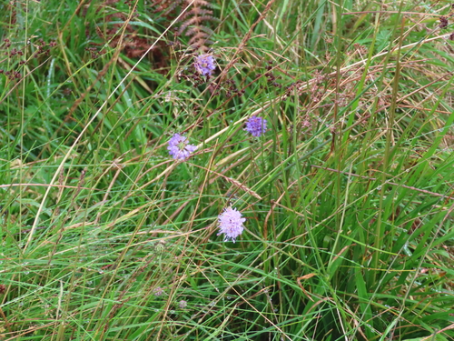 Devil's-bit Scabious