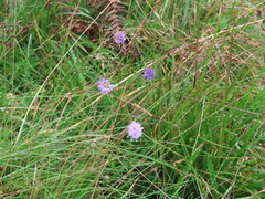 Devil's-bit Scabious Devil's-bit Scabious