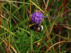 Buff-tailed Bumble Bee Buff-tailed Bumble Bee