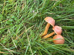 Honey Waxcap Honey Waxcap