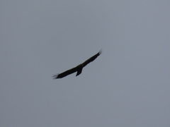 Golden Eagle Golden Eagle
