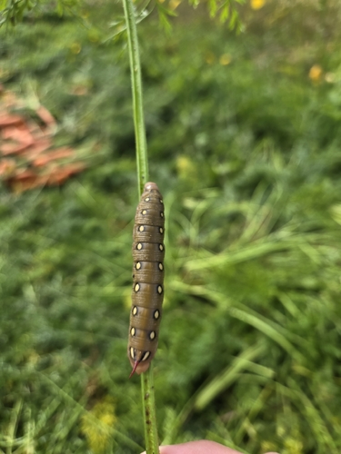 Bedstraw Hawkmoth
