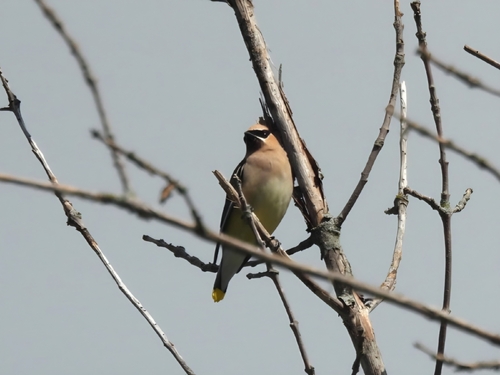 Cedar Waxwing