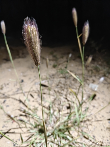 feather finger grass