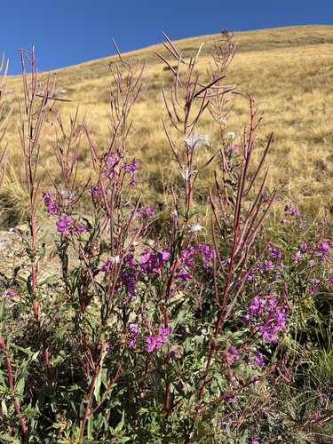 fireweed