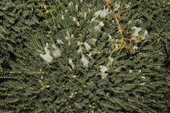 Astragalus angustifolius aegeicus