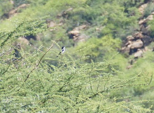 iNaturalist image