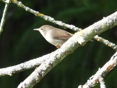 Northern House Wren