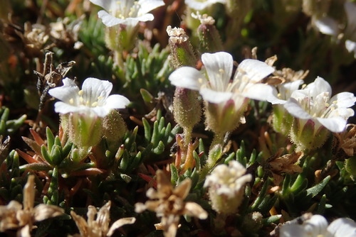 Cherleria obtusiloba, 2026-09-13