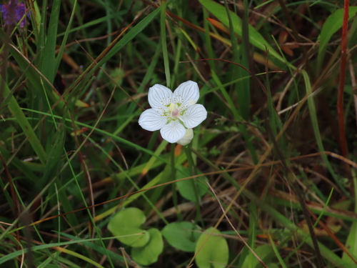 marsh grass-of-Parnassus
