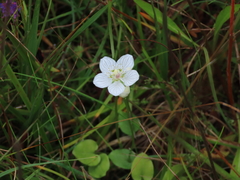 marsh grass-of-Parnassus marsh grass-of-Parnassus