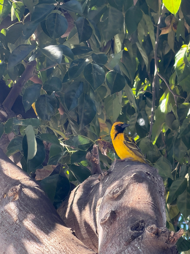 Village Weaver