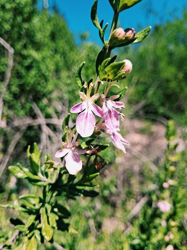 Teucrium bicolor
