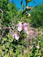 Teucrium bicolor