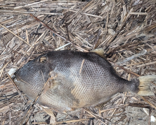 Grey Triggerfish