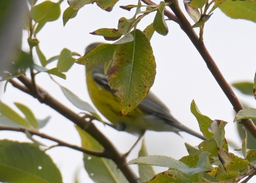 Magnolia Warbler