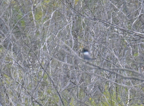 Belted Kingfisher