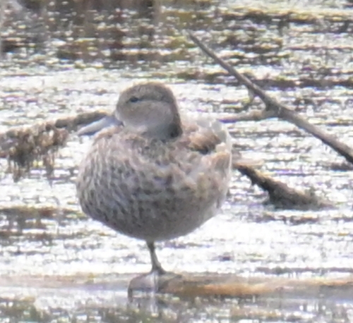 Blue-winged Teal