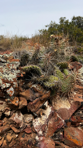Plains Pricklypear