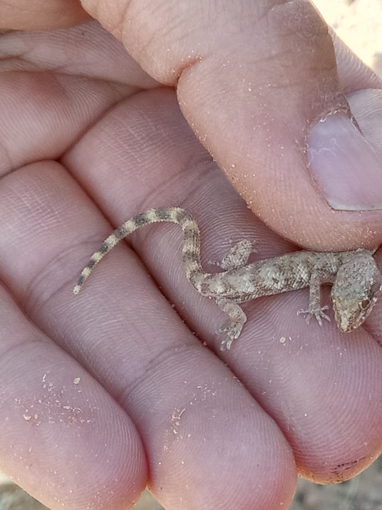 Algerian Sand Gecko