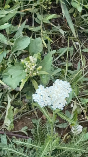 common yarrow