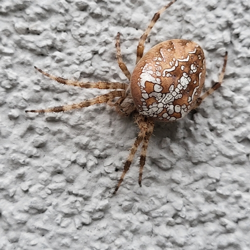 Cross Orbweaver