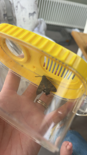Eurasian Hummingbird Hawkmoth