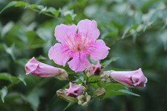 Podranea ricasoliana