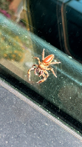 Bronze Jumping Spider