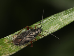 Irbisia
