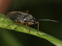 Irbisia