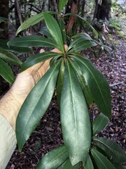 Planchonella chartacea