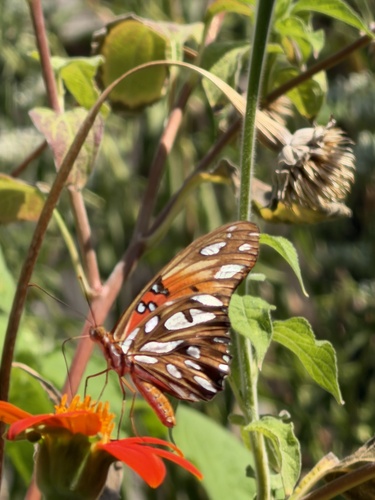 Gulf Fritillary