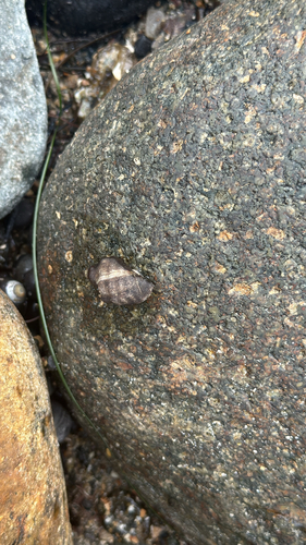 Mexacanthina lugubris observed 2026-09-14