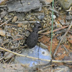 Apterodela unipunctata