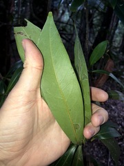 Planchonella chartacea