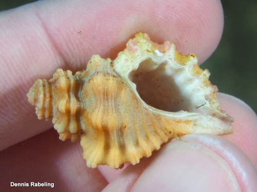Cabestana cutacea observed 2026-09-14