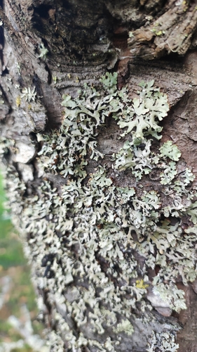 Hooded Tube Lichen