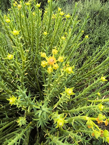 Euphorbia mauritanica, photograph 3