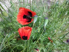 Papaver arenarium
