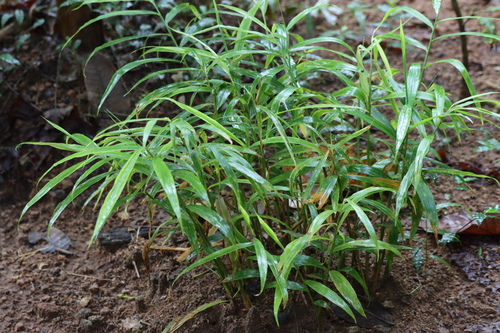 Zingiber officinale observed 2026-08-25